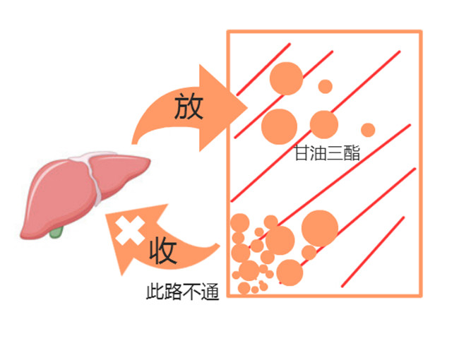 bb甘油三酯那些事